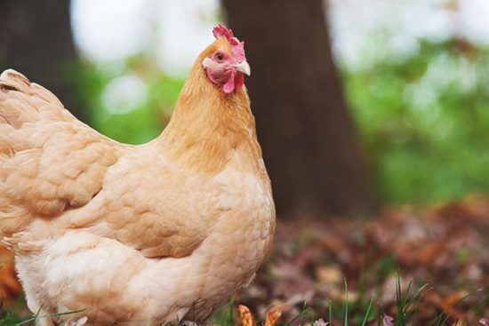 A Complete Guide to Raising Backyard Chickens in 7 Chapters