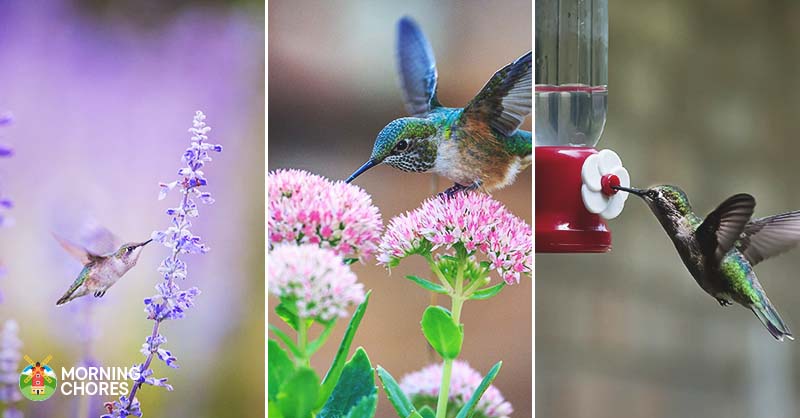 How To Attract Hummingbirds To Your Yard This Summer In 15 Easy Ways,Painting Baseboards Before And After