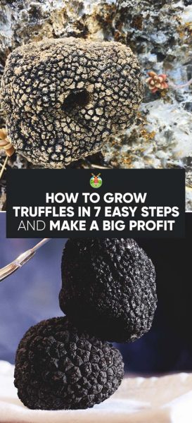 How to Grow Truffles in 7 Easy Steps and Make a Big Profit