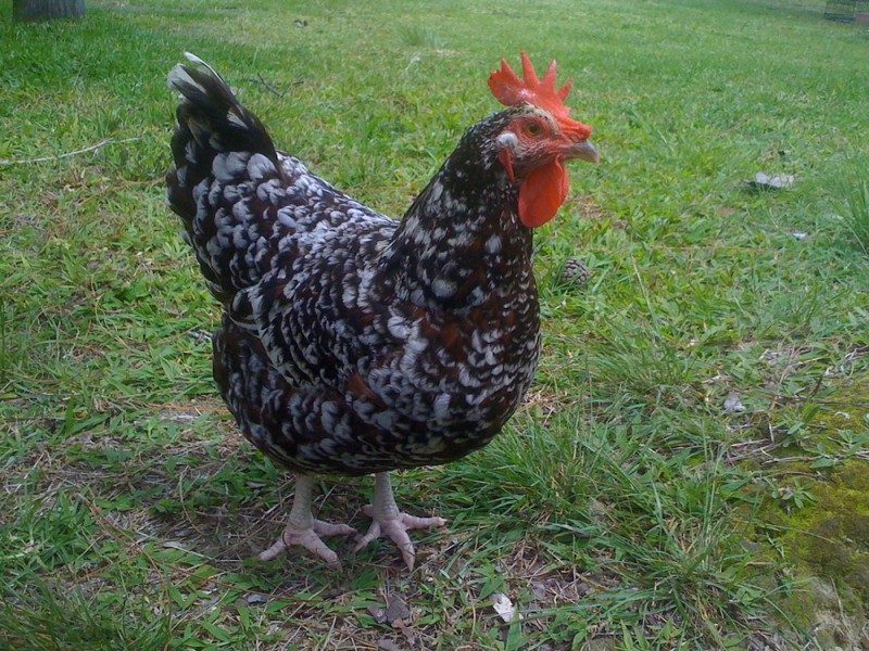 Speckled_Sussex_Chicken