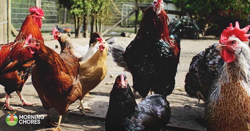The Complete 7-Step Guide to Raising Chickens in Your Backyard
