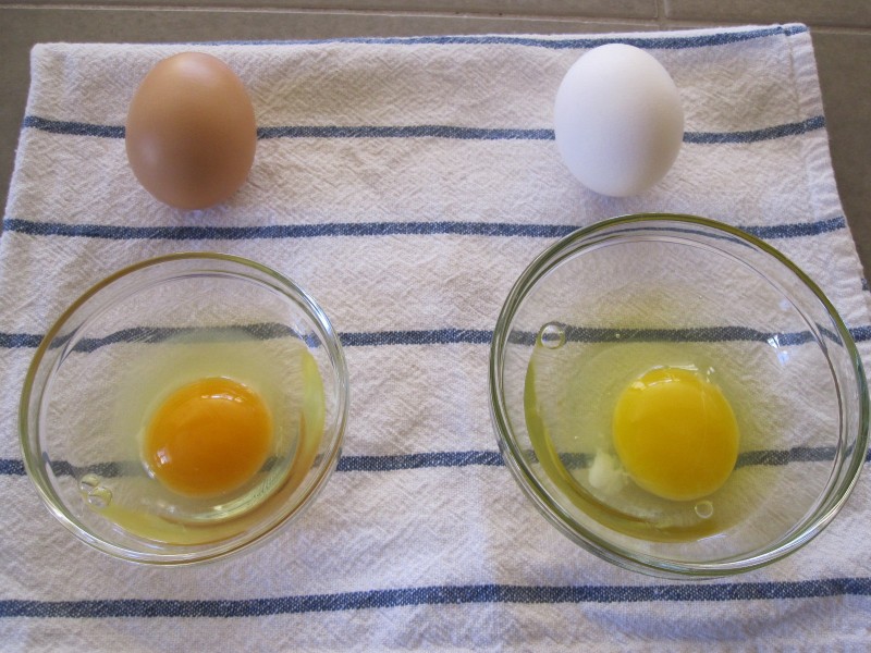 fresh eggs vs store bought
