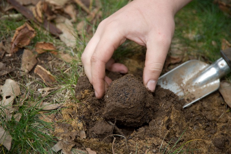 harvesting a truffle
