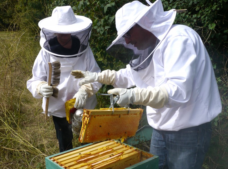 How to collect honey from a beehive