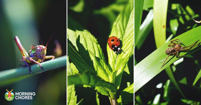 22 Beneficial Insects to Protect Your Garden and How to Attract Them