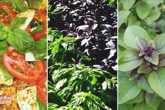 21 Types of Basil That Are Beautiful, Flavorful, and Utterly Delicious