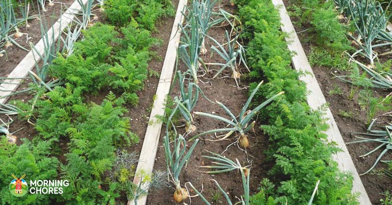 Companion Planting Chart Asparagus