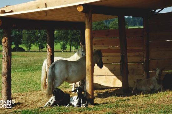23 Inspiring Goat Sheds & Shelters That Will Fit Your Homestead