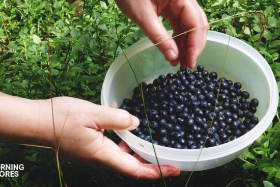 9 Simple Steps to Create a Booming U-Pick Blueberries Business