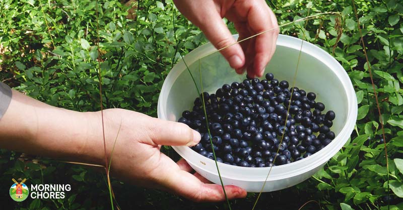 blueberry farm business plan