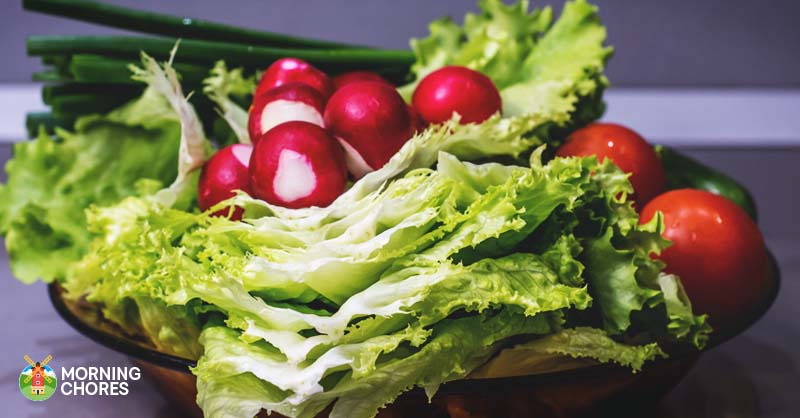 4 Simple Tips On Harvesting And Storing Your Lettuce Harvest This Fall