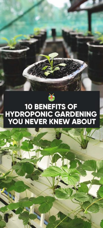 10 Benefits Of Hydroponic Gardening You Never Knew About