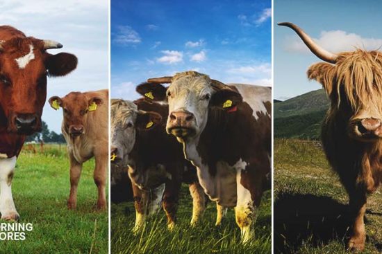 30 Best Cow Breeds for Meat and Milk You’ll Want to Know About