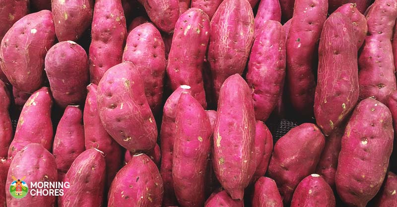 4 Simple Methods To Curing Sweet Potatoes, How Long To Cook Potatoes In Fire Pit