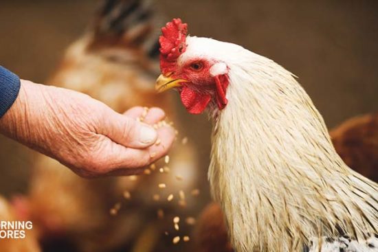 7 Frequently Asked Questions About Chickens and All the Answers
