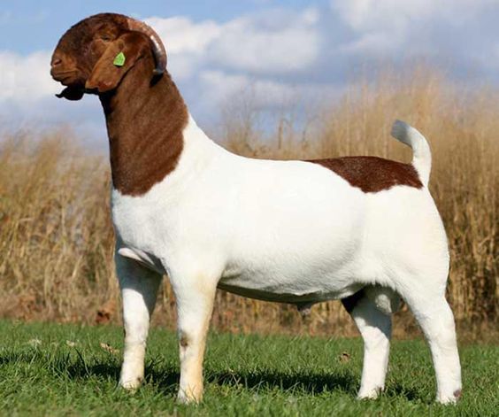 Boer Goat