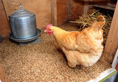 Using Shredded Newspaper As Coop Bedding Murano Chicken Farm