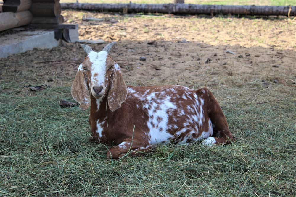31 Goat Breeds for Milk, Meat, & Fiber You'll Need on the Farm