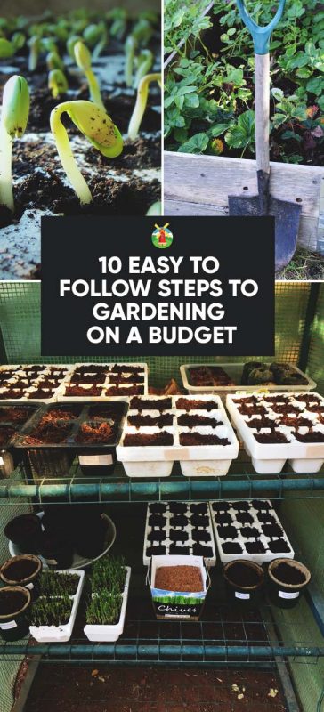 Gardening On A Budget, How To Do A Garden On Budget