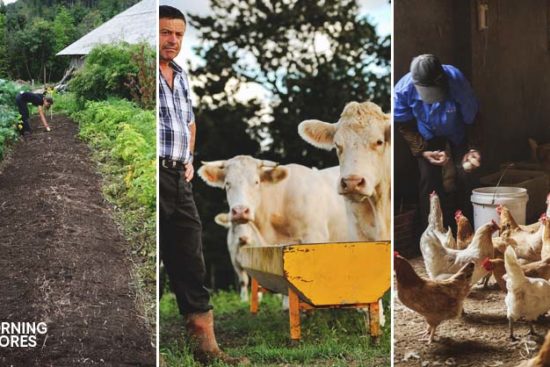 10 Easy Steps Actually Start Homesteading This Year