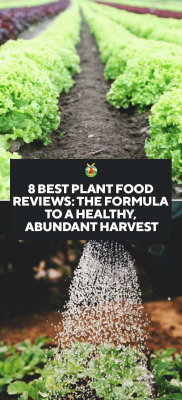 8 Best Plant Food Reviews The Formula To A Healthy Abundant Harvest - Best Vegetable Garden Plant Food