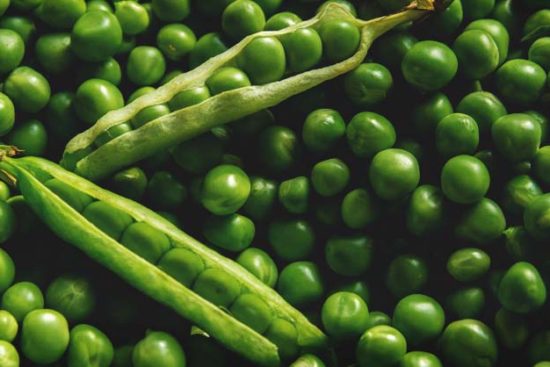 Growing Peas: How to Plant, Grow, and Harvest Green Peas