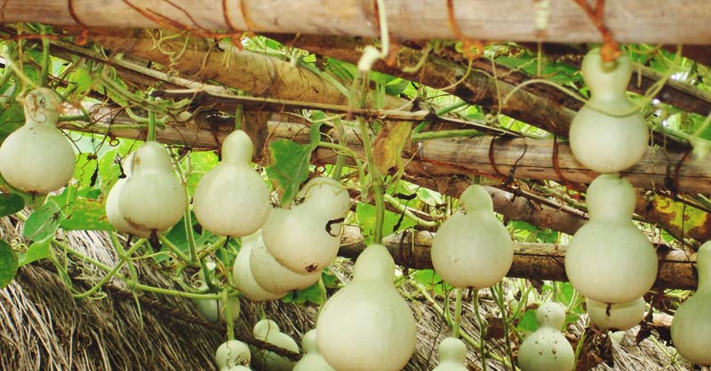 Growing Gourds: How to Plant, Grow, and Harvest Gourds