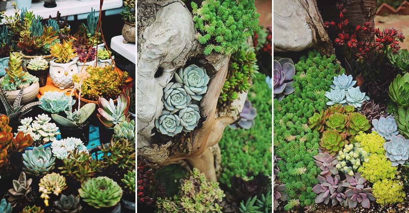100 Succulent Garden Ideas For Uniqueness And Intrigue In Your - Succulents Garden Design