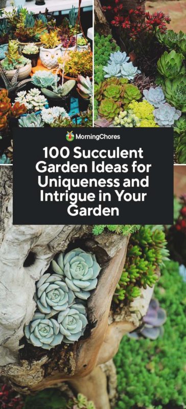 100 Succulent Garden Ideas For Uniqueness And Intrigue In Your Garden