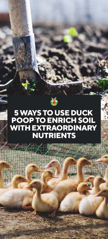 5 Ways to Use Duck Poop to Enrich Soil with Extraordinary Nutrients PIN 5 Ways to Use Duck Poop to Enrich Your Edible Landscape Soil