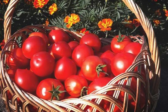 8 Best Fertilizer for Tomatoes Reviews: Grow a Vibrant Tomato Harvest