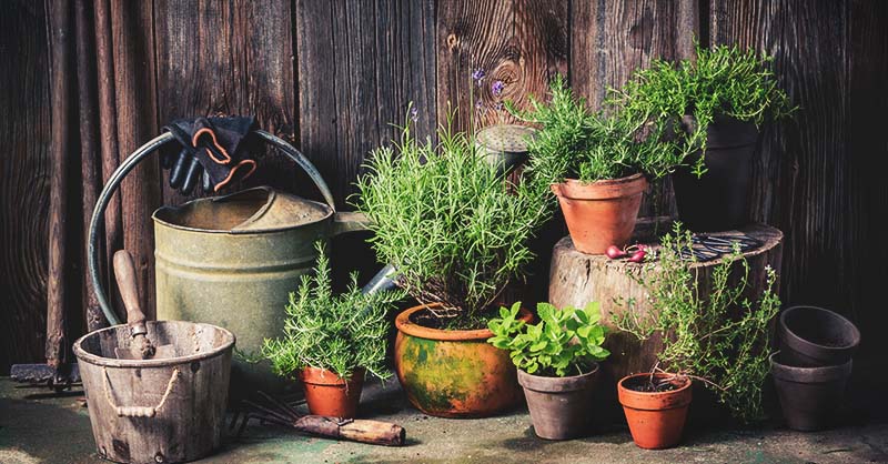 A Complete Guide to Vegetable Container Gardening for Beginners
