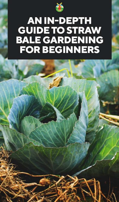 An In Depth Guide To Straw Bale Gardening For Beginners