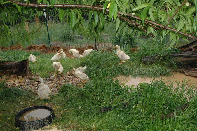 Ducks Under Peach Trees that have not been fed medicated chick starter