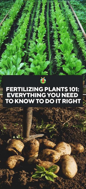 Fertilizing Plants 101 Everything You Need To Know To Do It Right