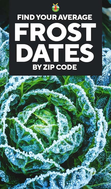 Find the First and Last Frost Dates in Your Area by ZIP Code