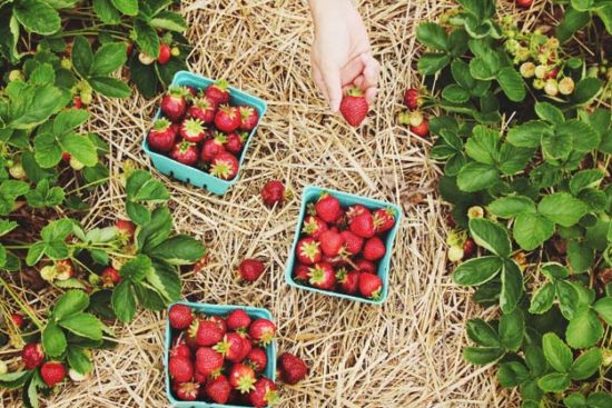 Growing Strawberries: How to Plant, Grow, and Harvest Strawberries