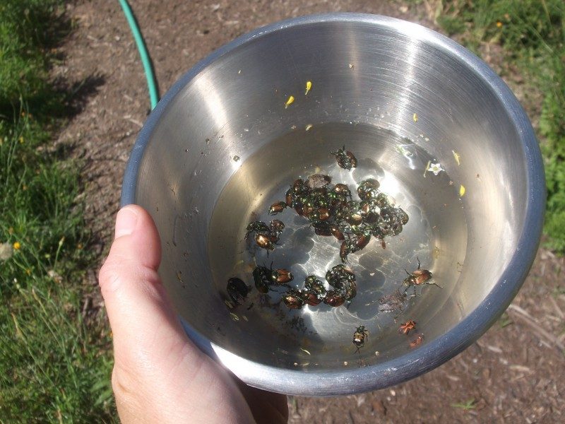 Japanese Beetles in Water