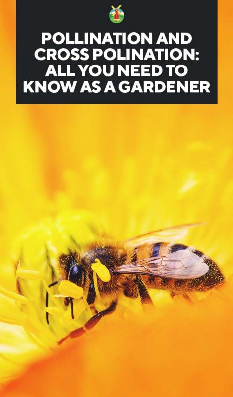 Pollination & Cross-Polination: All You Need to Know as a Gardener