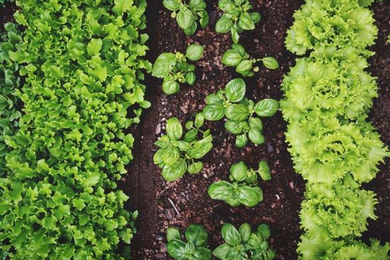 How to Start a Vegetable Garden: A Comprehensive Guide