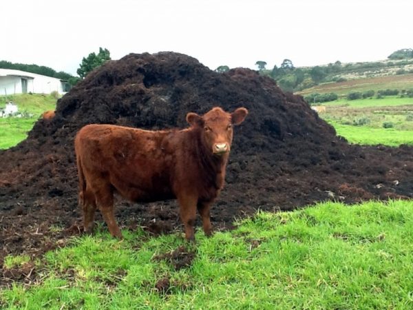 cow-manure