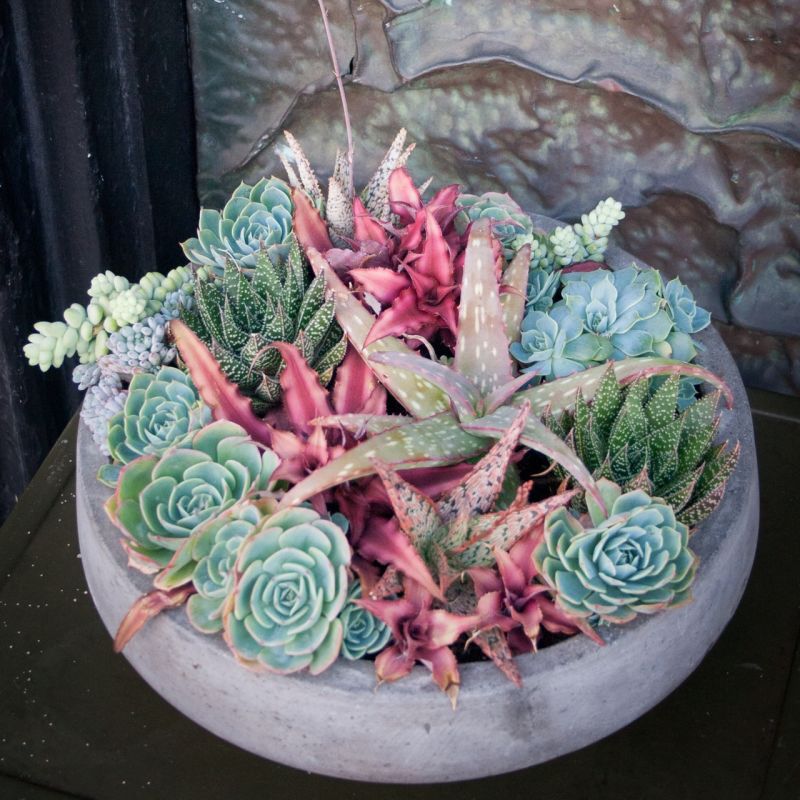 100 Succulent Garden Ideas for Uniqueness and Intrigue in Your Garden ...