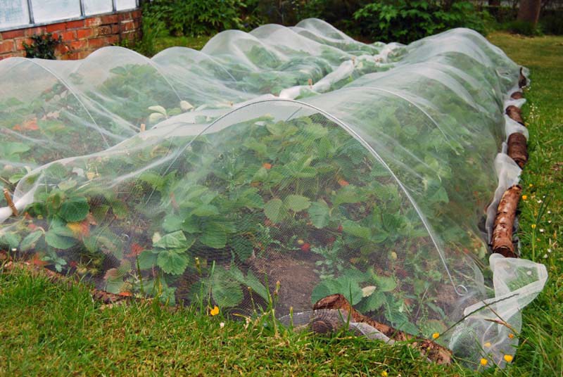 26 Tips to Protect Your Garden Against Bugs, Critters, and ...