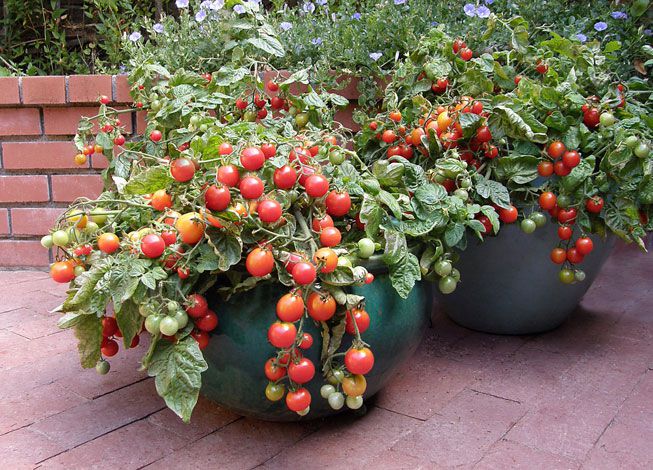 set up your vegetable garden