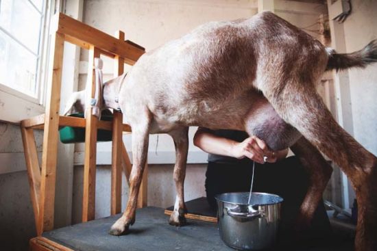 How Train Your Goat to Milk on a Stand the Easy Way