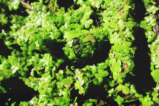 How to Grow Duckweed and Water Hyacinth for Cheap Livestock Fodder
