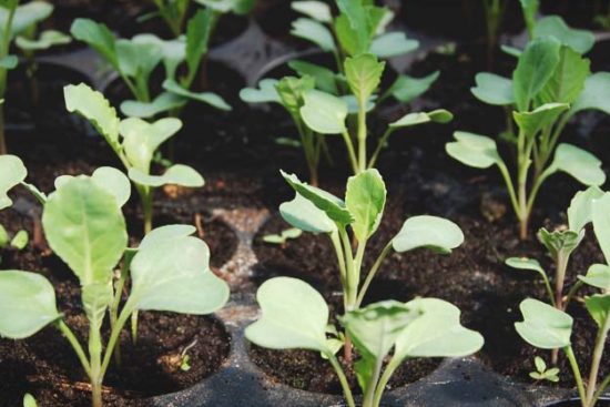 7 Important Reasons You Should Plant Heirloom Seeds in Your Garden