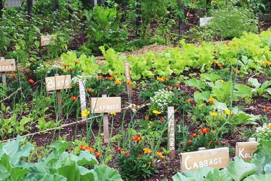 Crop Rotation: How to Do It to Keep Your Garden Healthy and Balanced