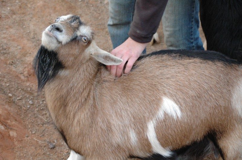 Goats love a spine massage