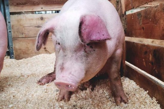 How to Start Raising Feeder Pigs Sustainably with Low Budget